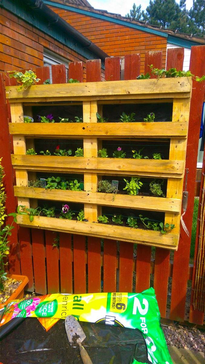 Young plants just going in — pansies and herbs getting established in the tiered pallet planter